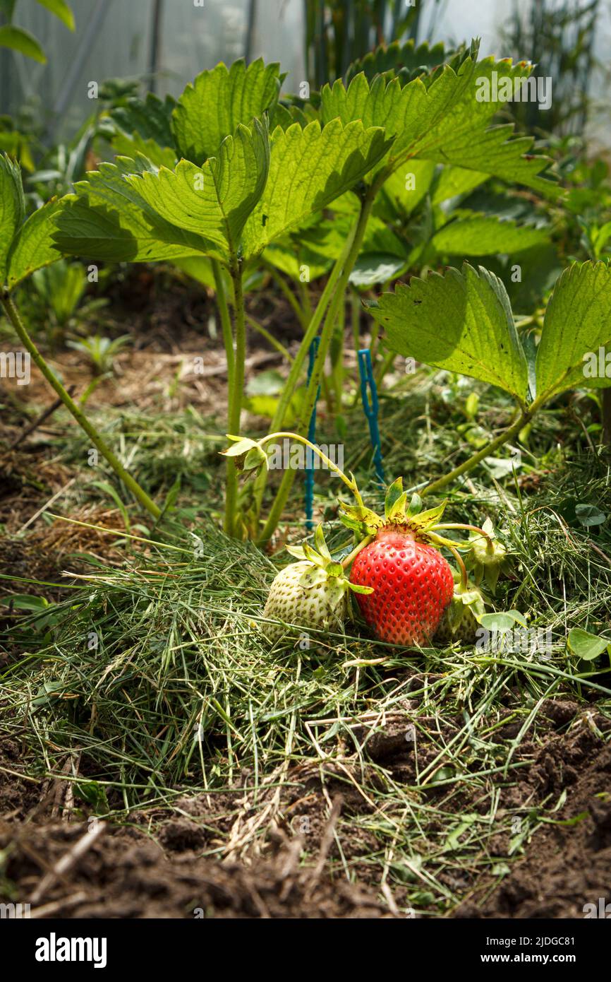 Strawberry plant. Stawberry bush in the garden with ripe and unripe ...
