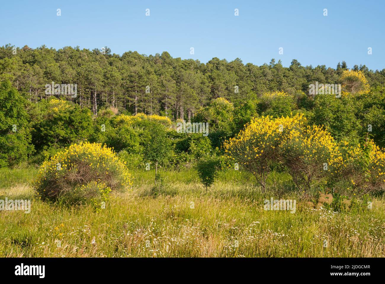 Landscape of cCesane mounts in the region of Pesaro and Urbino, Marche, Italy. Yellow brooms are flowering everywhere. The mount is covered by pine tr Stock Photo