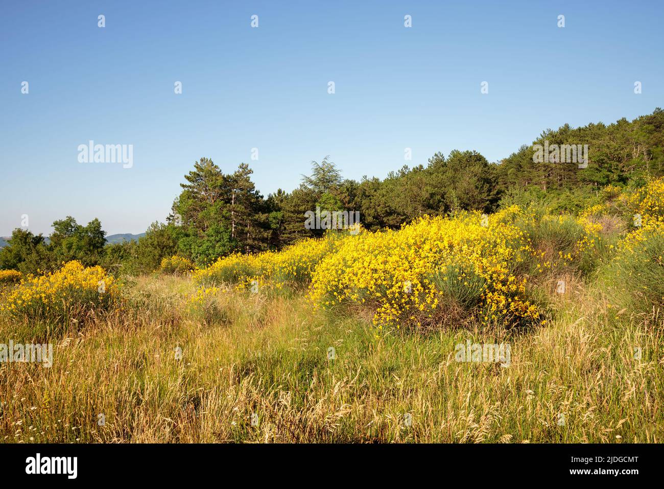Landscape of cCesane mounts in the region of Pesaro and Urbino, Marche, Italy. Yellow brooms are flowering everywhere. The mount is covered by pine tr Stock Photo