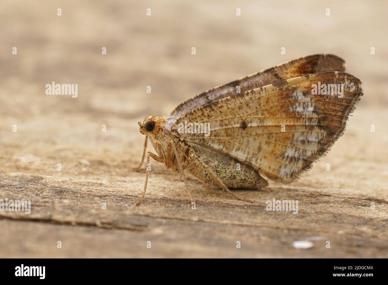 Detailed closeup on a Tawny-barred Angle, Macaria liturata, with closed wings sitting on wood Stock Photo