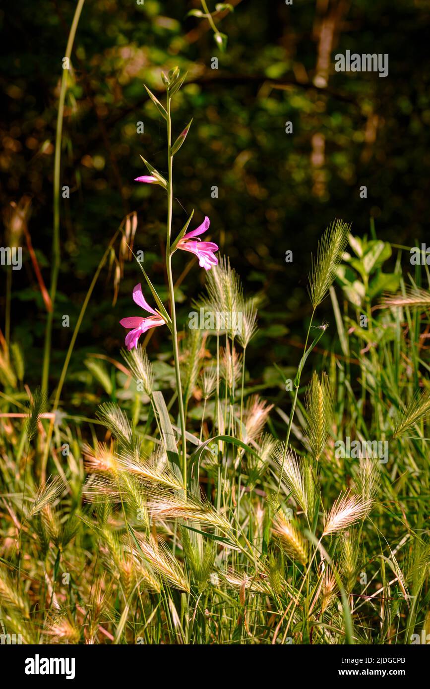 Gladiolus Italicus, also known as Italian gladiolus, field gladiolus, and common sword-lily, growing on the hills of the Marche region of Italy Stock Photo