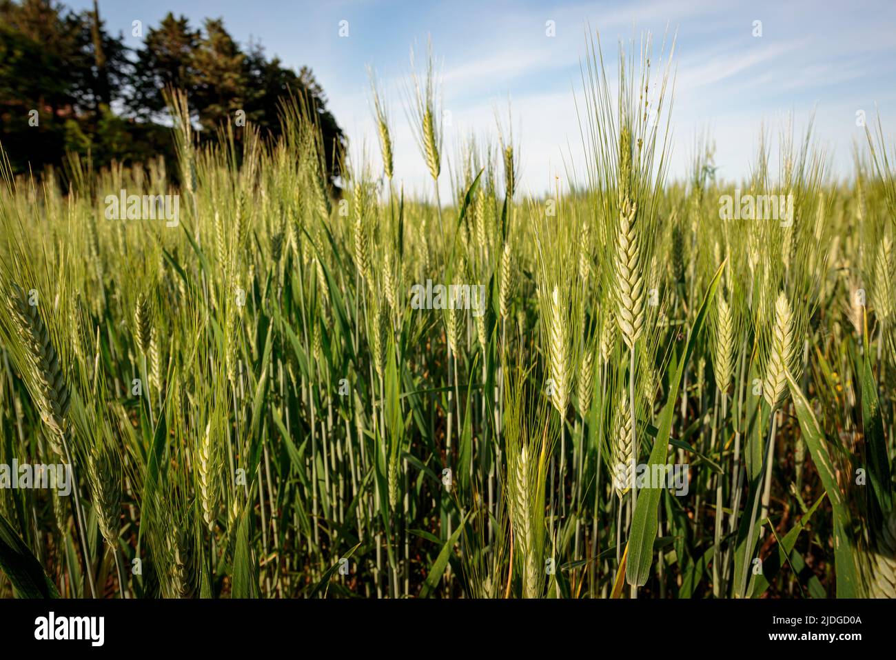 Field of green wheat in Italy, near Pesaro and Urbino, in the region Marche of Italy. Close up of the ears with detail of the grains Stock Photo