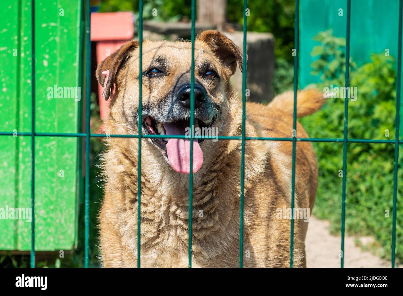 Dog in animal shelter waiting for adoption. Portrait of homeless dog in