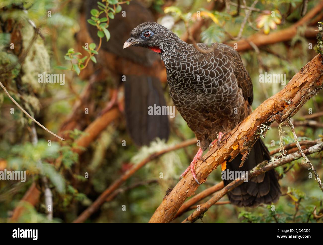 Andean Guan - Penelope montagnii gamefowl bird in Cracidae, subfamily Penelopinae, highlands of the Andes in Venezuela and Colombia through Ecuador an Stock Photo