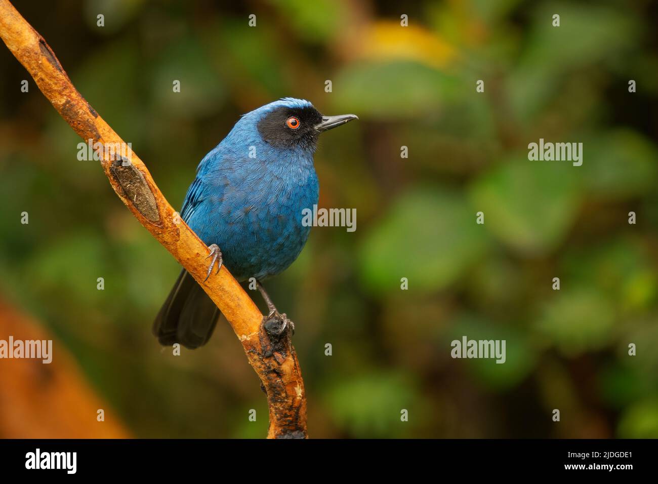 Masked Flowerpiercer - Diglossa cyanea blue tanager bird found in montane forest and scrub in South America, sharp hook on the mandible to slice open Stock Photo