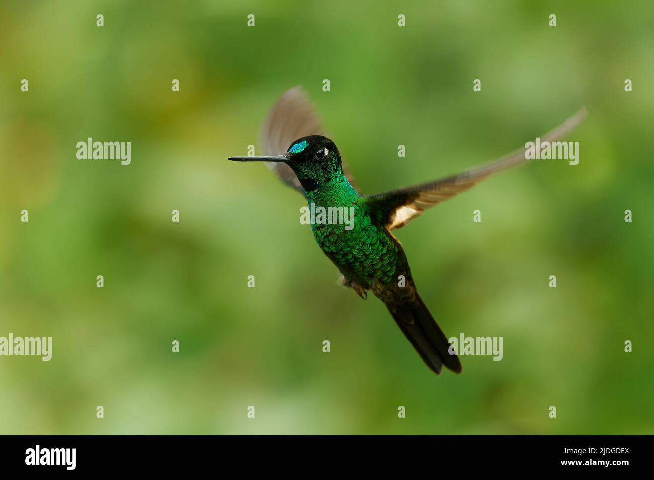 Buff-winged Starfrontlet - Coeligena lutetiae  hummingbird in the brilliants, tribe Heliantheini in subfamily Lesbiinae, found in Colombia, Ecuador an Stock Photo