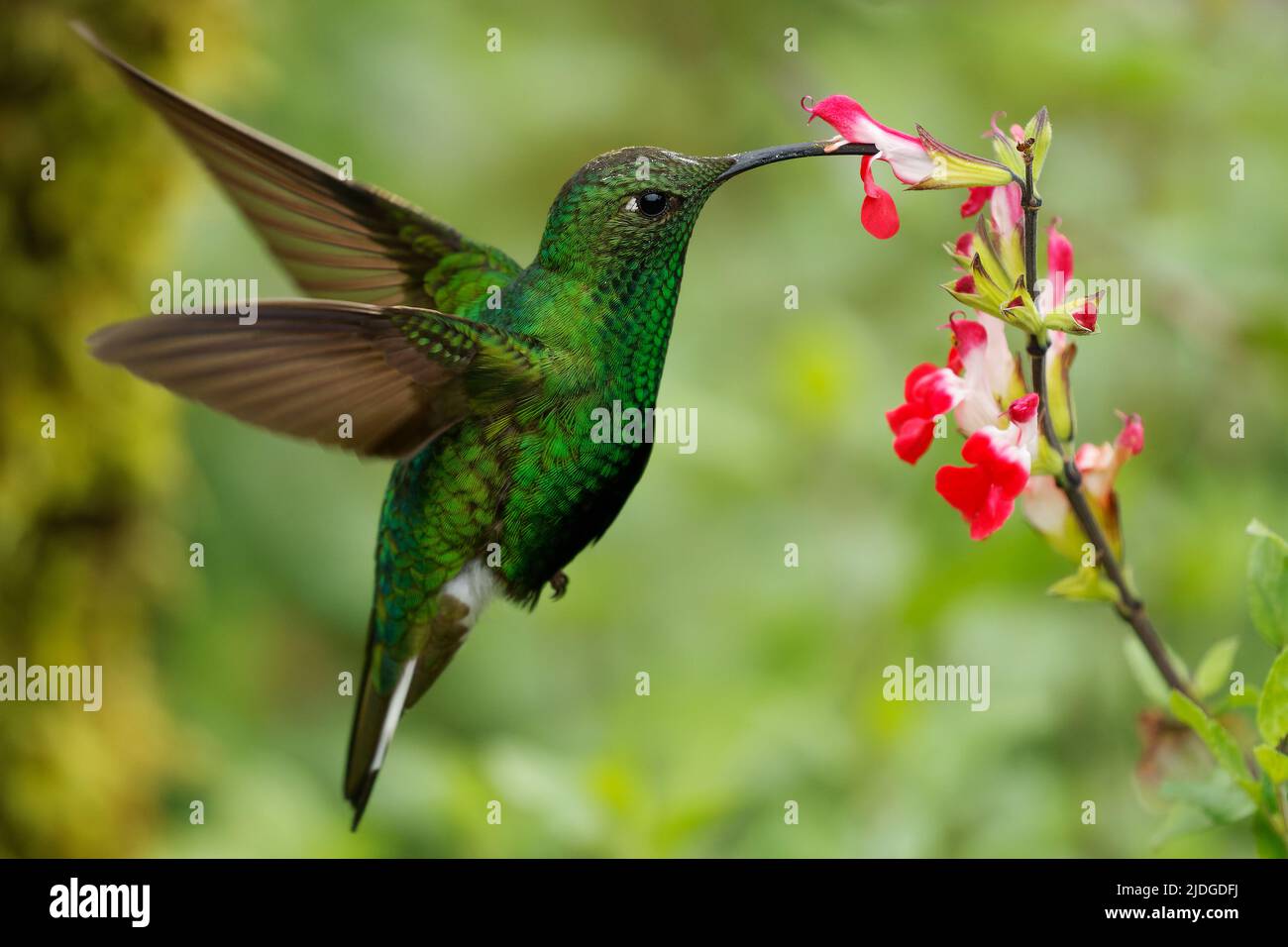 Mountain Velvetbreast - Lafresnaya lafresnayi green hummingbird in brilliants, tribe Heliantheini in subfamily Lesbiinae, found in Colombia, Ecuador, Stock Photo