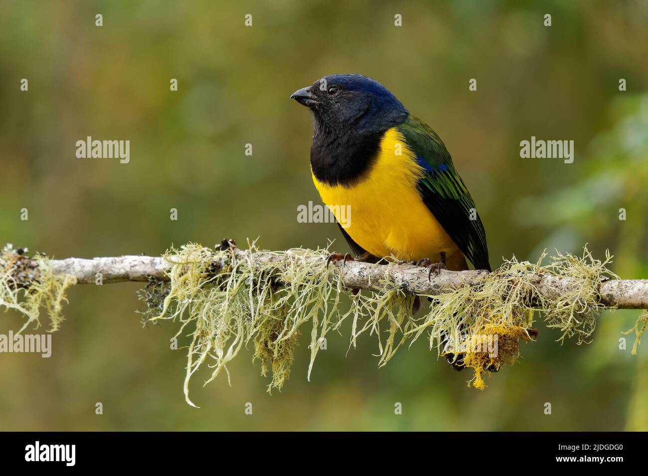 Black-chested Mountain-Tanager - Cnemathraupis eximia black and yellow bird in Thraupidae, found in Colombia, Ecuador, Peru and Venezuela, habitat is Stock Photo