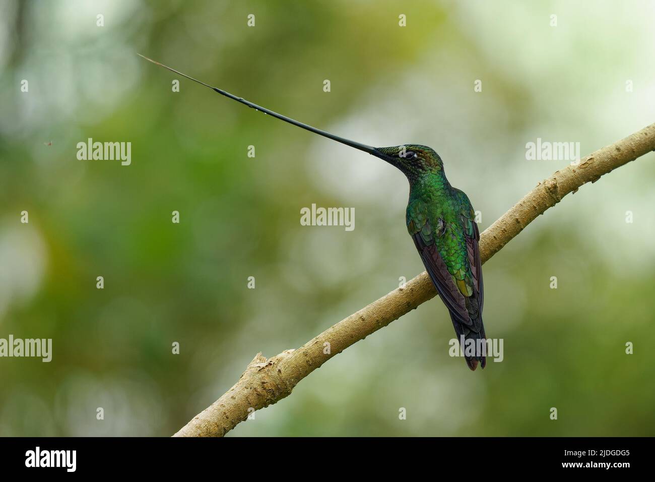 Sword-billed hummingbird - Ensifera ensifera also swordbill, Andean regions of South America, genus Ensifera, unusually long bill to drink nectar from Stock Photo