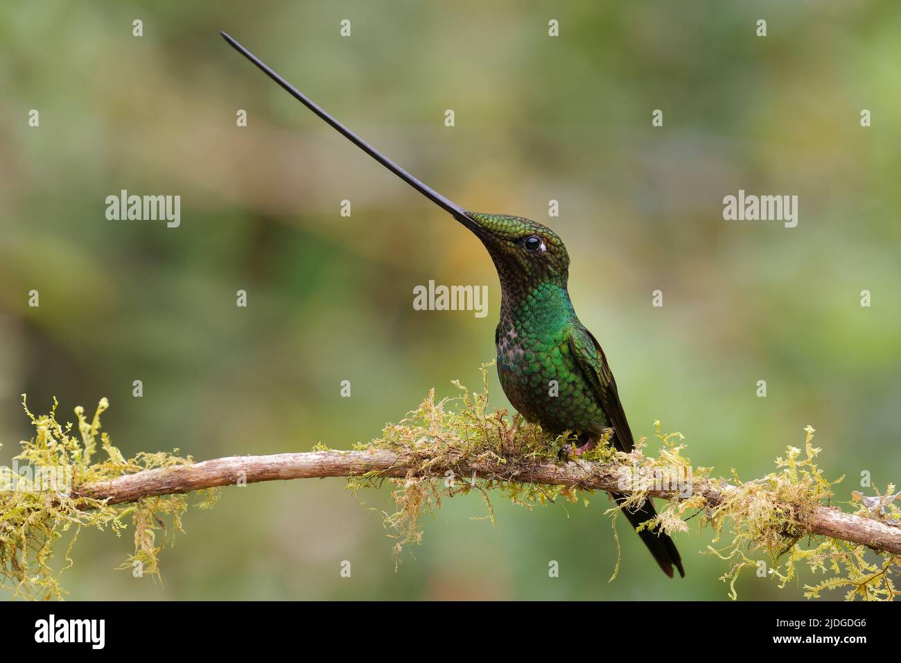 Sword-billed hummingbird - Ensifera ensifera also swordbill, Andean regions of South America, genus Ensifera, unusually long bill to drink nectar from Stock Photo