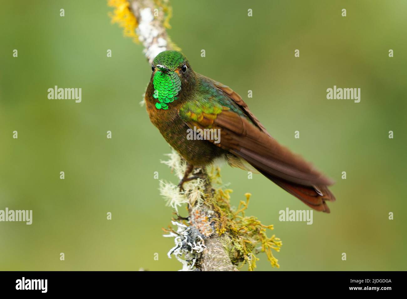 Tyrian Metaltail - Metallura tyrianthina hummingbird in subfamily Lesbiinae, the brilliants and coquettes, found in Bolivia, Colombia, Ecuador, Peru, Stock Photo