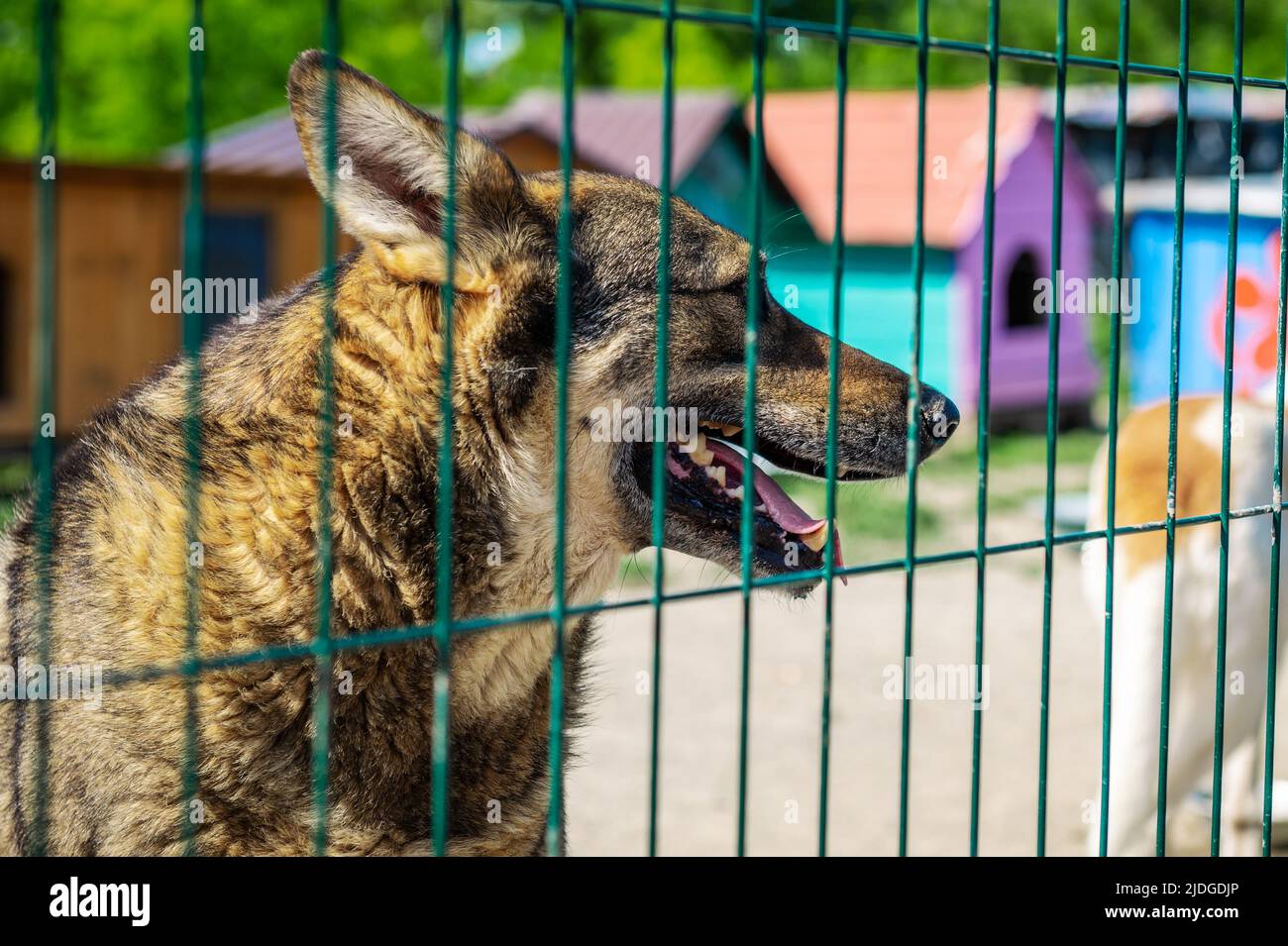 Dog in animal shelter waiting for adoption. Portrait of homeless dog in