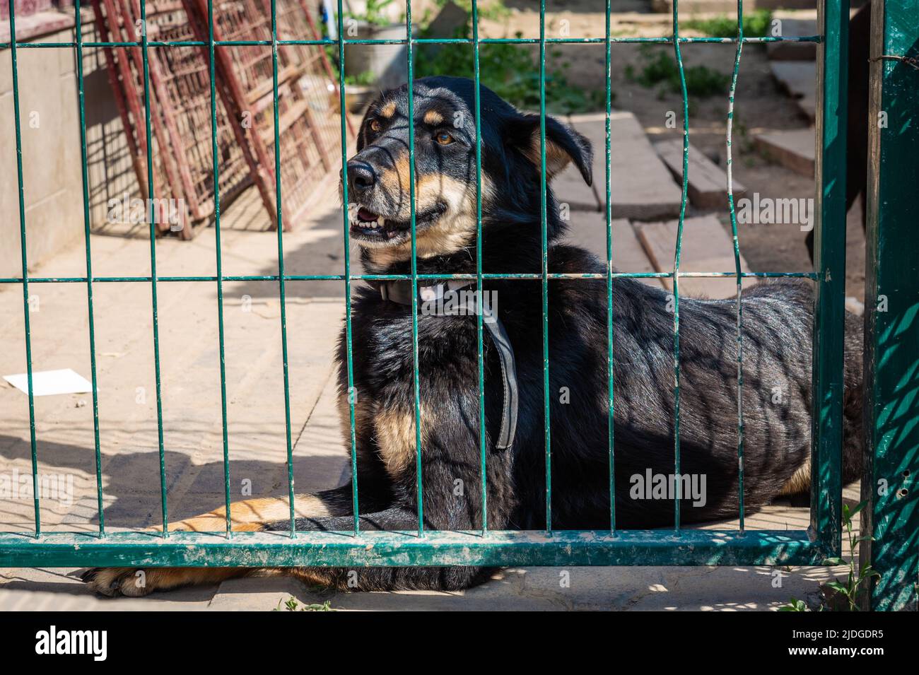 Dog in animal shelter waiting for adoption. Portrait of homeless dog in