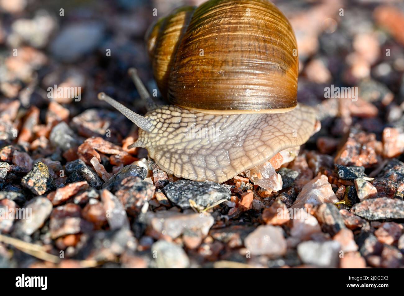 Snail with home on its back hi-res stock photography and images - Alamy