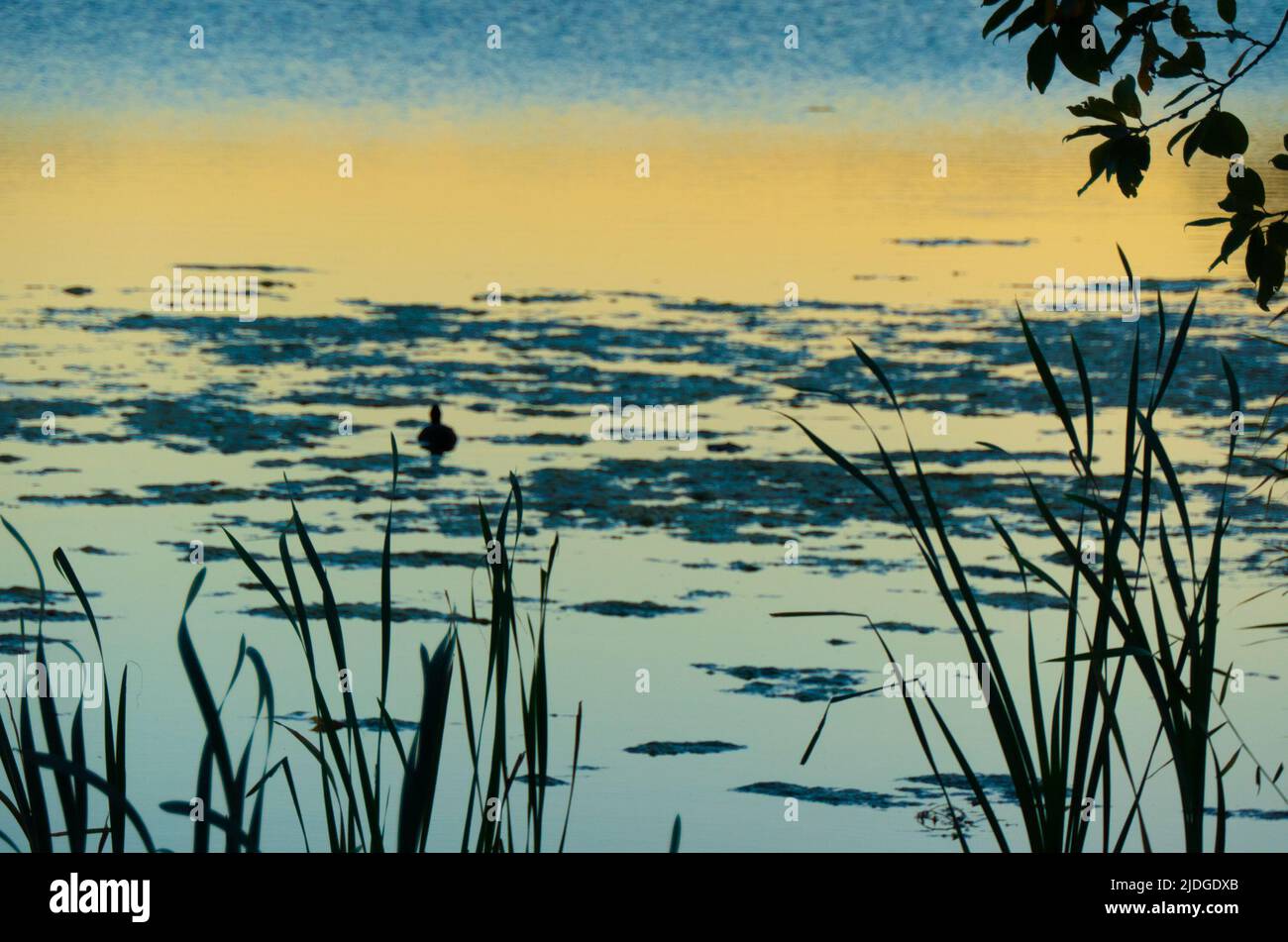 Duck sunset water silhouette hi-res stock photography and images - Alamy