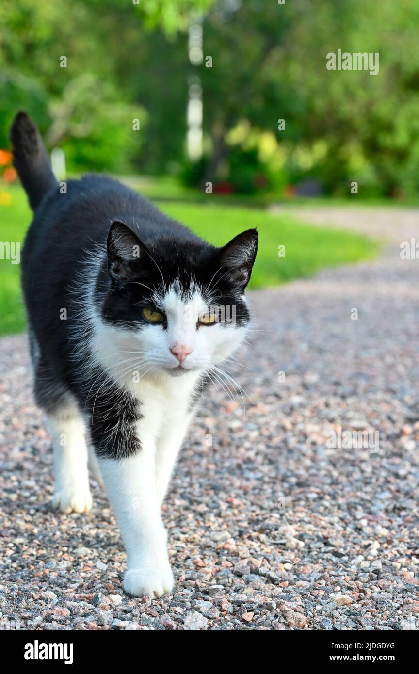 black and white cat in back garden Stock Photo - Alamy