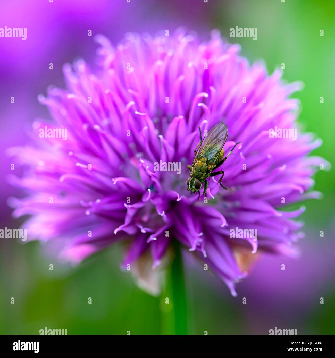 close up on purple chive flower with fly on Stock Photo