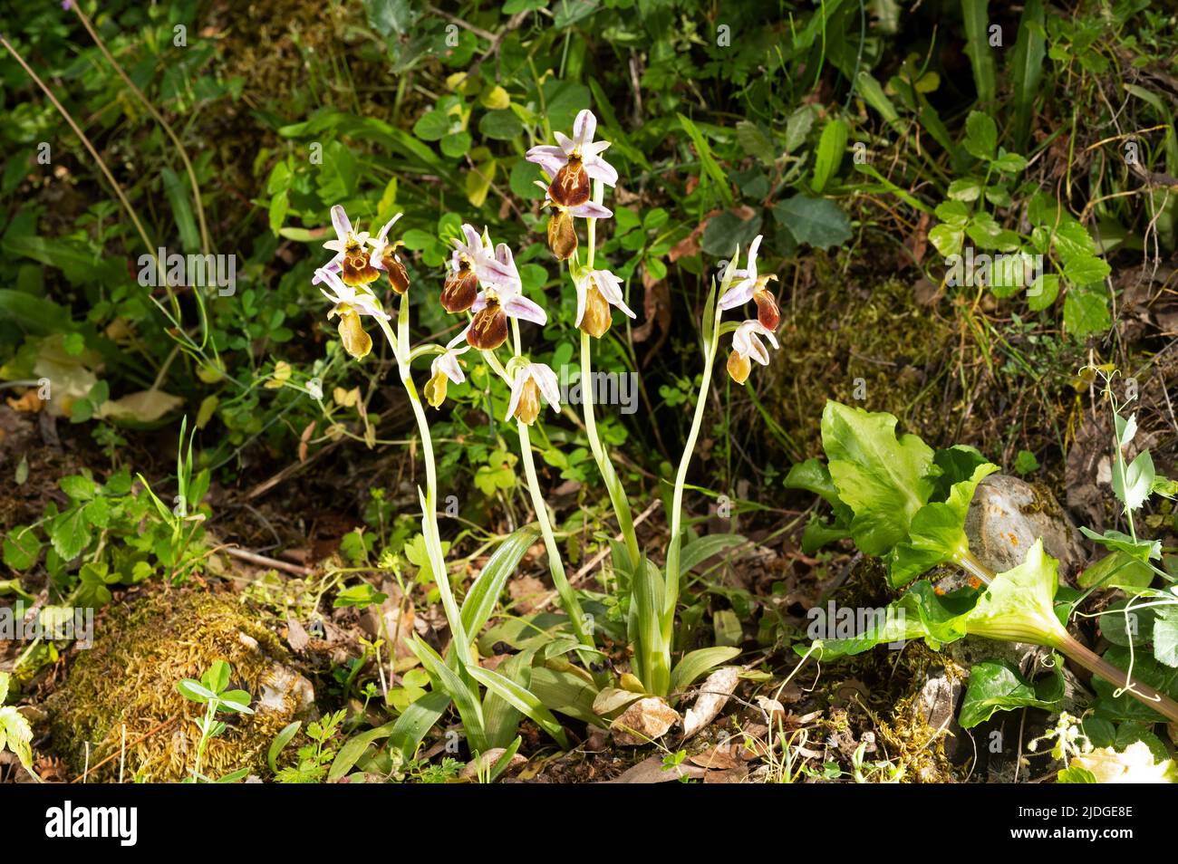 Critically endangered Lycian orchid, Ophrys lycia, Kas Antalya Turkey Stock Photo