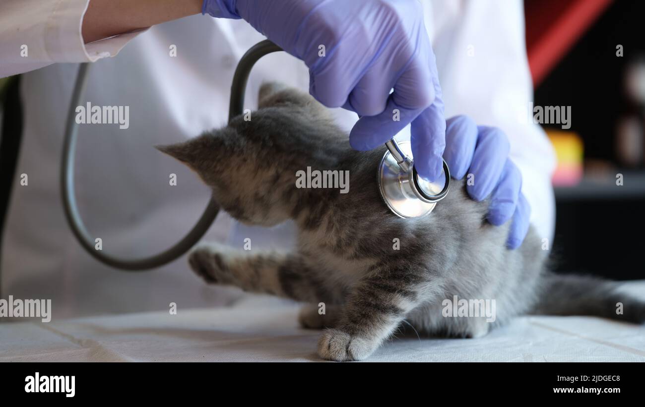 Woman veterinarian examining little kitten using stethoscope Stock Photo
