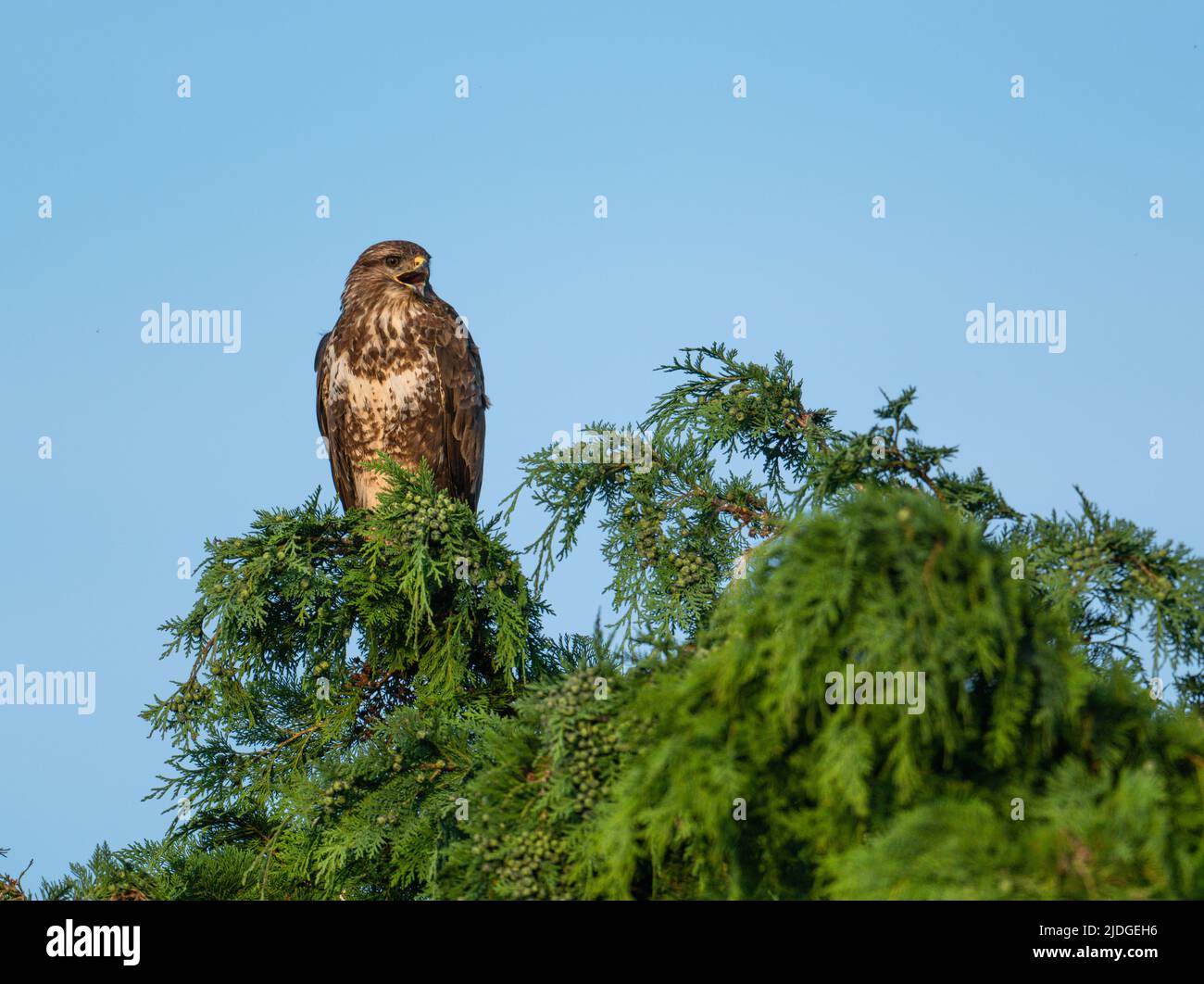 Buzzard (Buteo buteo) perched in a large conifer type tree.Calling fromth top branches in North Norfolk, UK Stock Photo