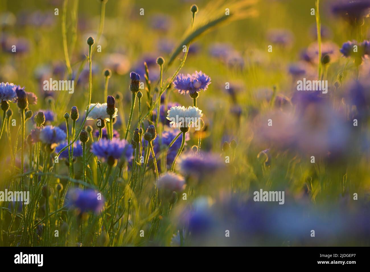 Cornflowers in barley field hi-res stock photography and images - Alamy