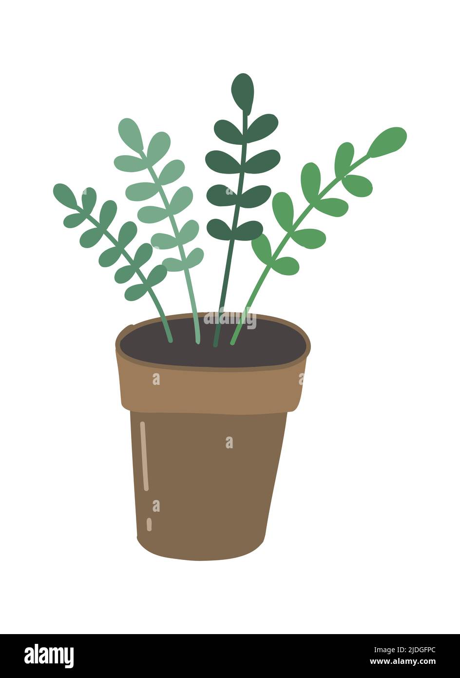 Nature basil seedlings. Heatly vegetable plant. Simple vector drawing