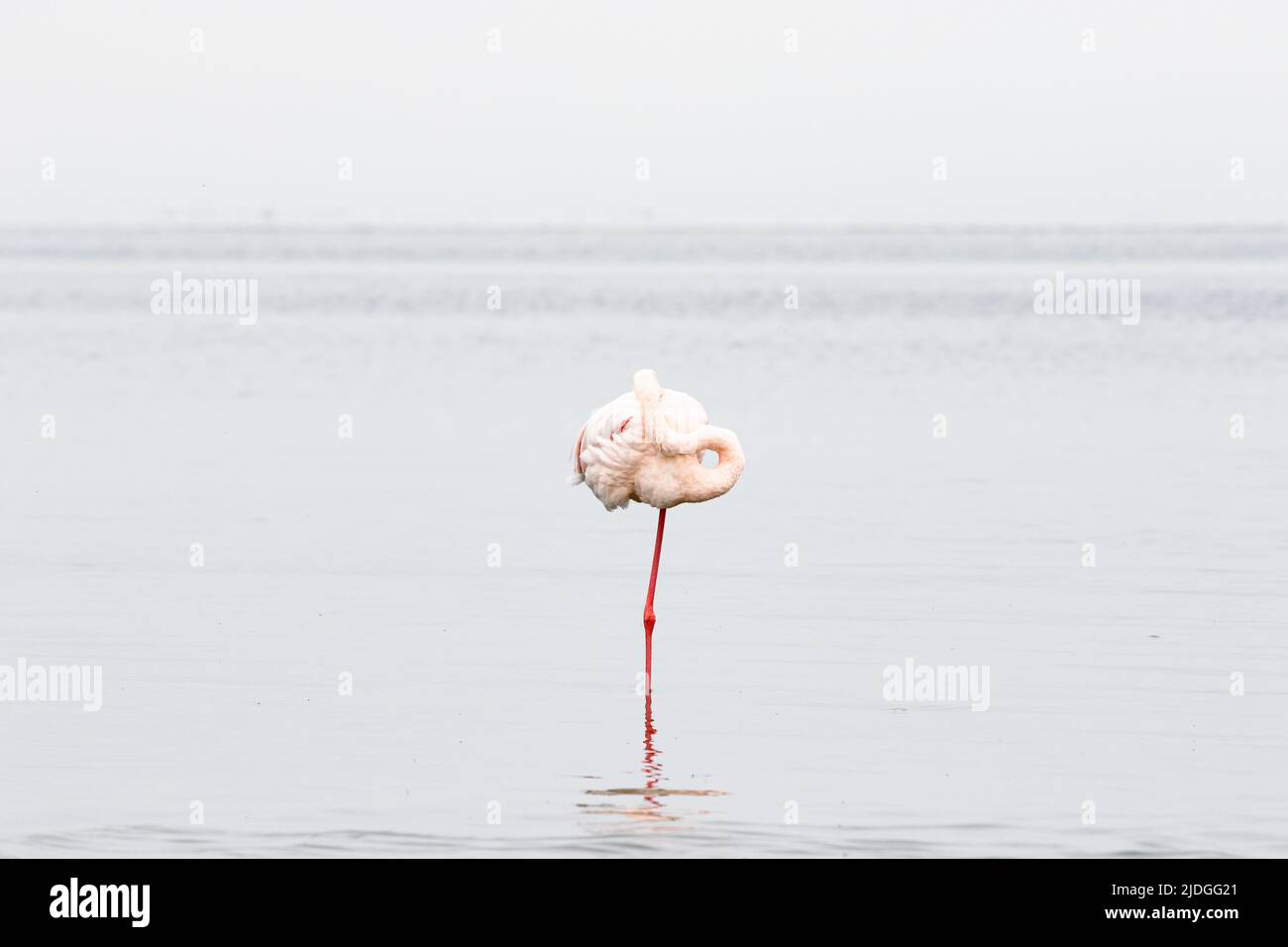 A flamingo poses in Walvis Bay Stock Photo
