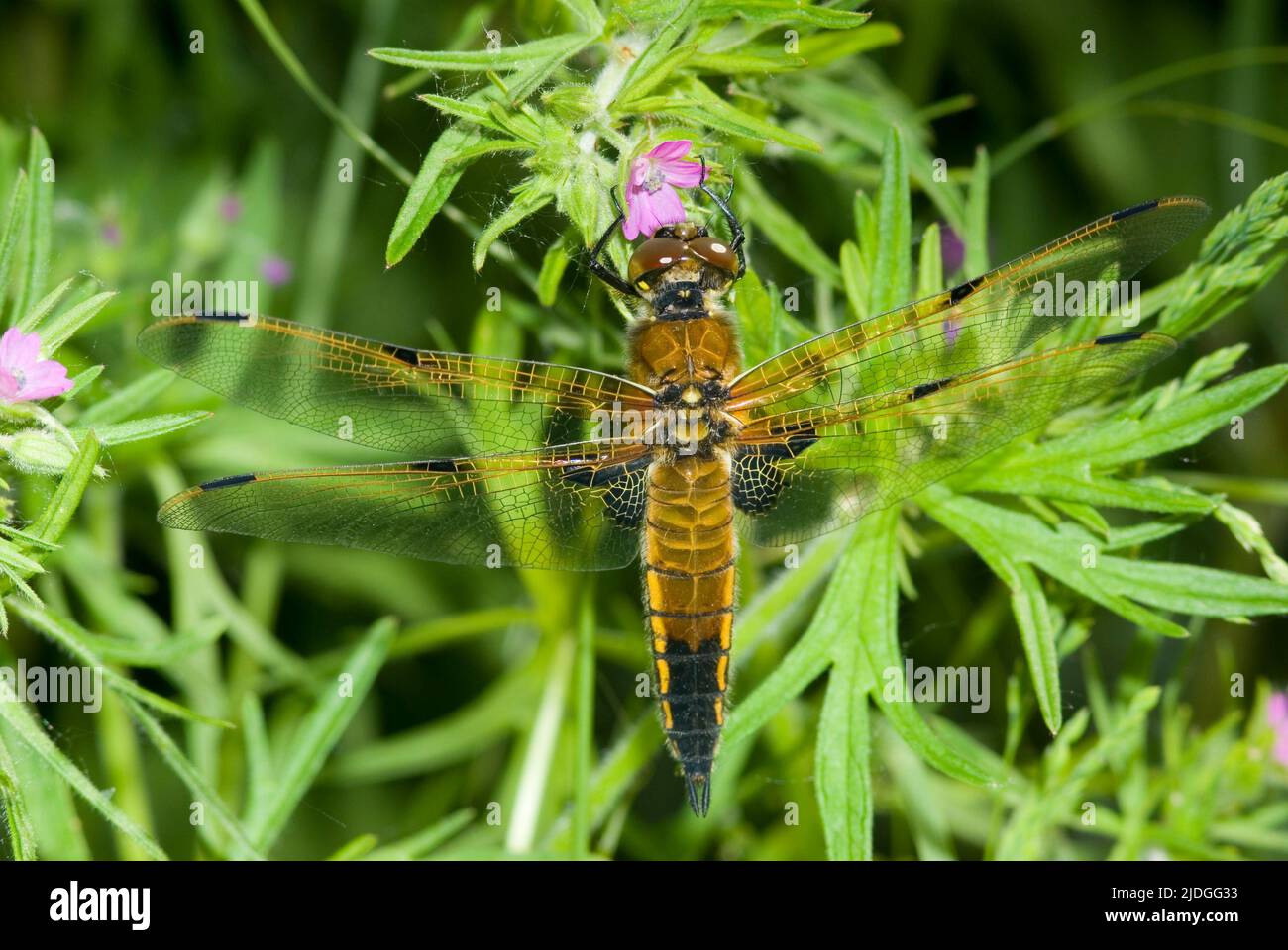 Four-spotted Chaser Dragonfly Stock Photo