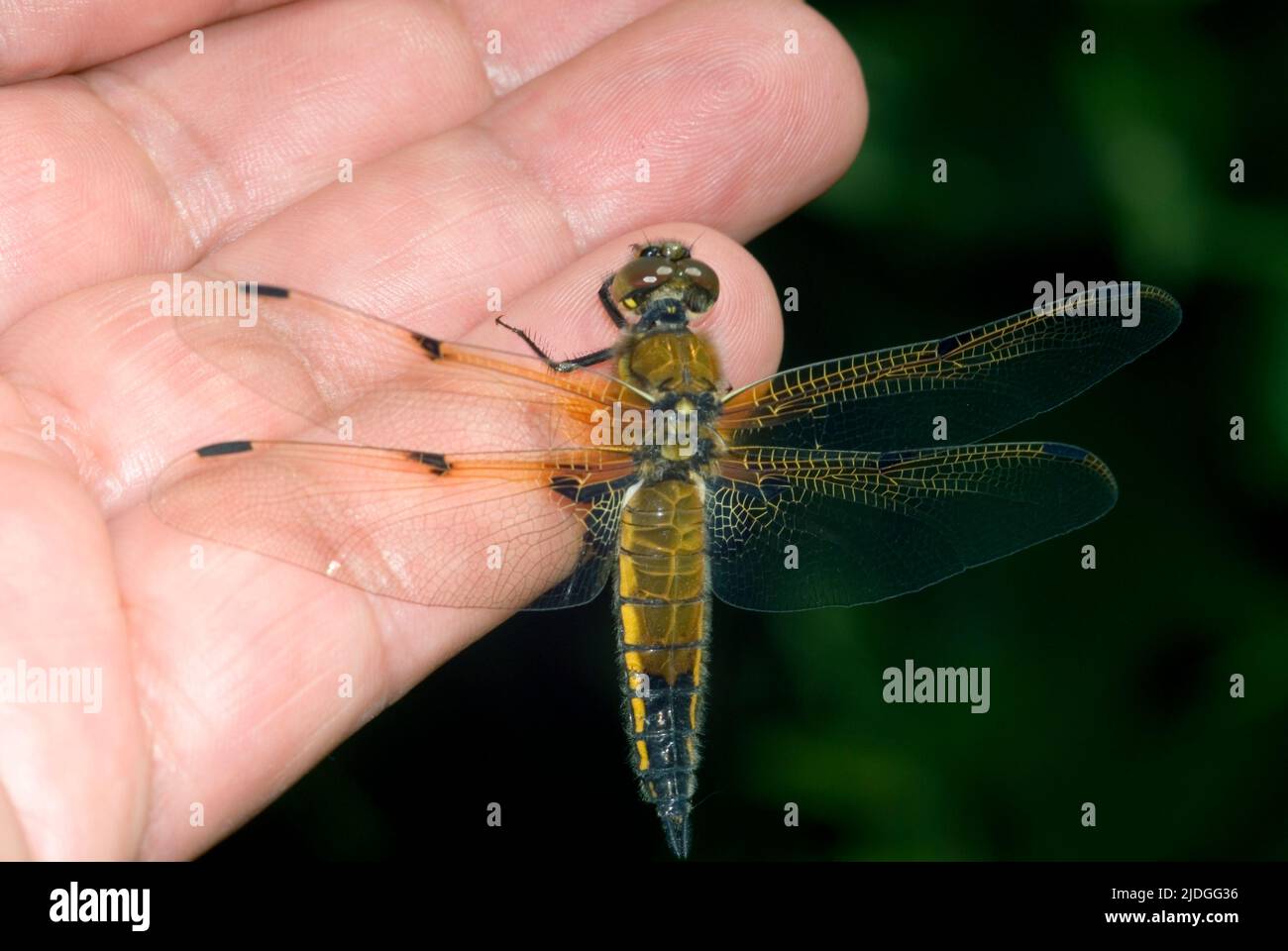 Four-spotted Chaser Dragonfly Stock Photo