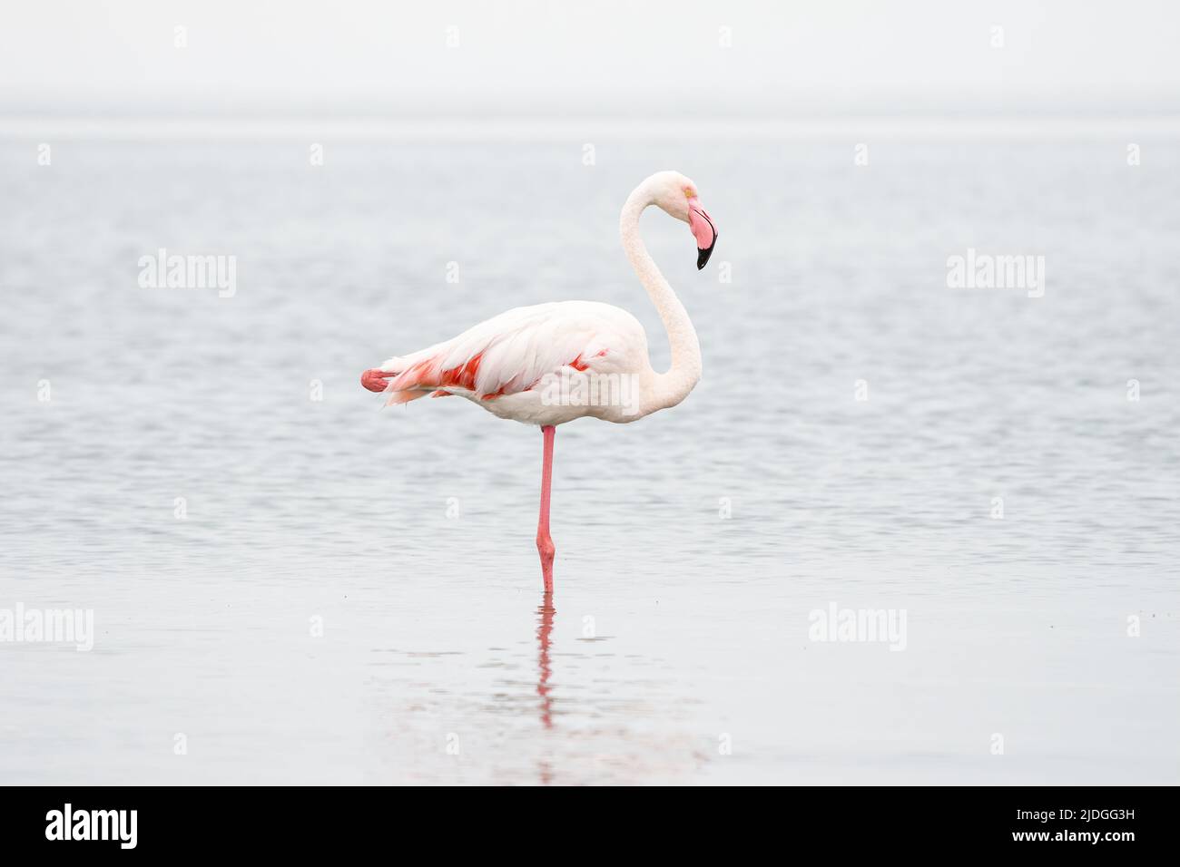 A flamingo poses in Walvis Bay Stock Photo