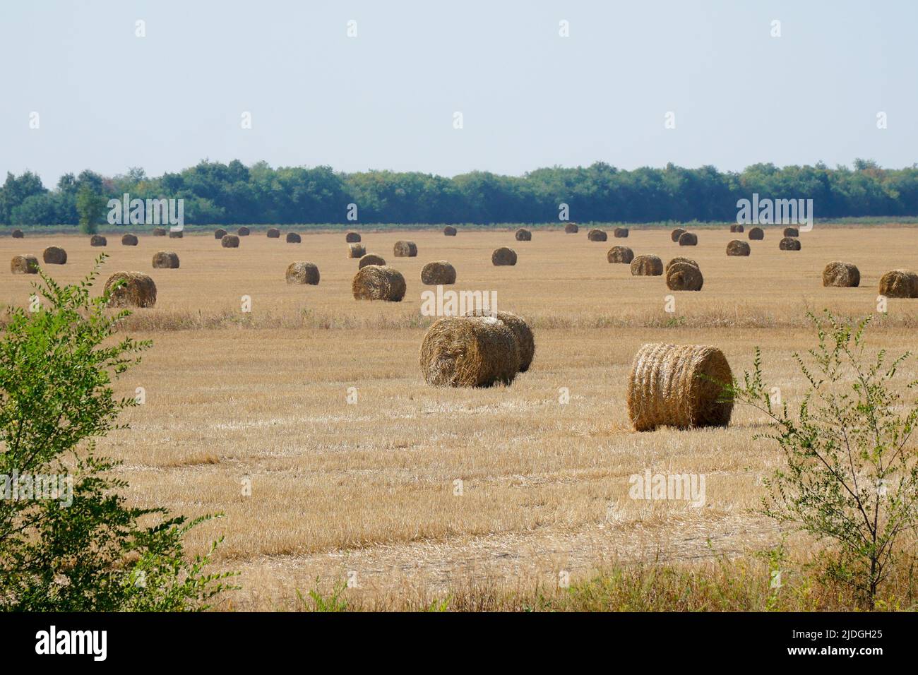 Row rolls hay in hi-res stock photography and images - Alamy
