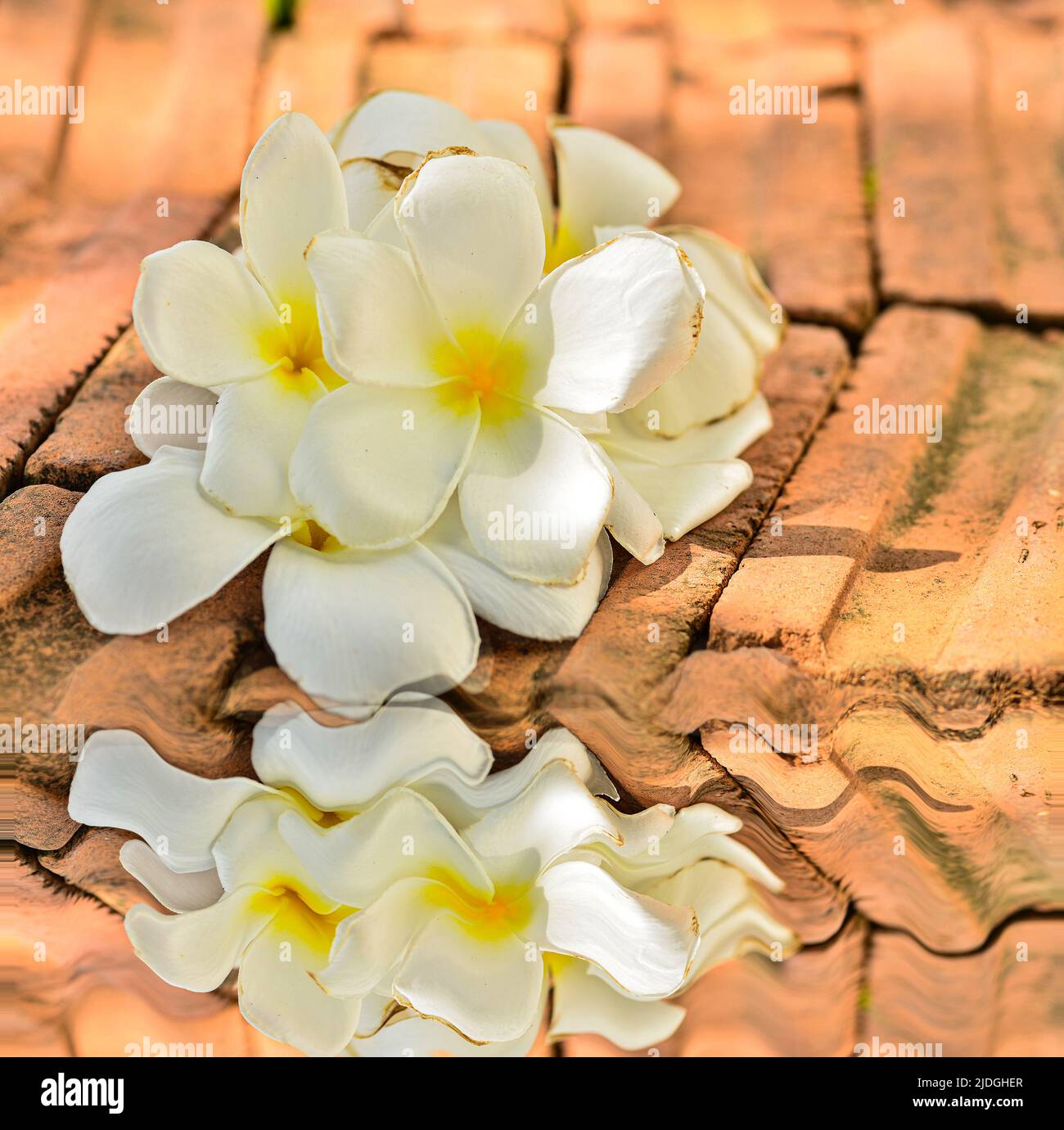 Beautiful frangipani flowers on the ground with reflect Stock Photo