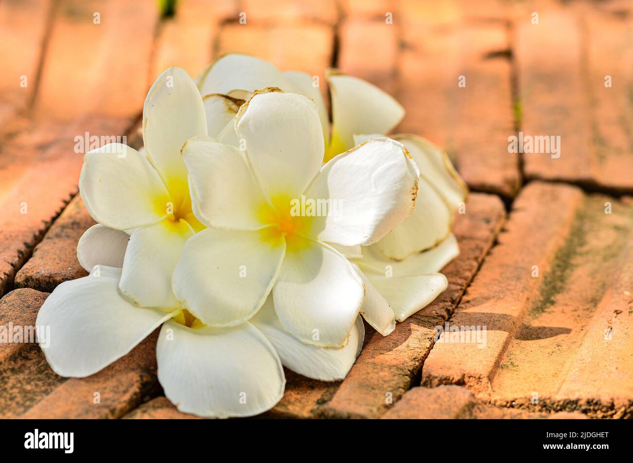 Beautiful frangipani flowers on the ground Stock Photo