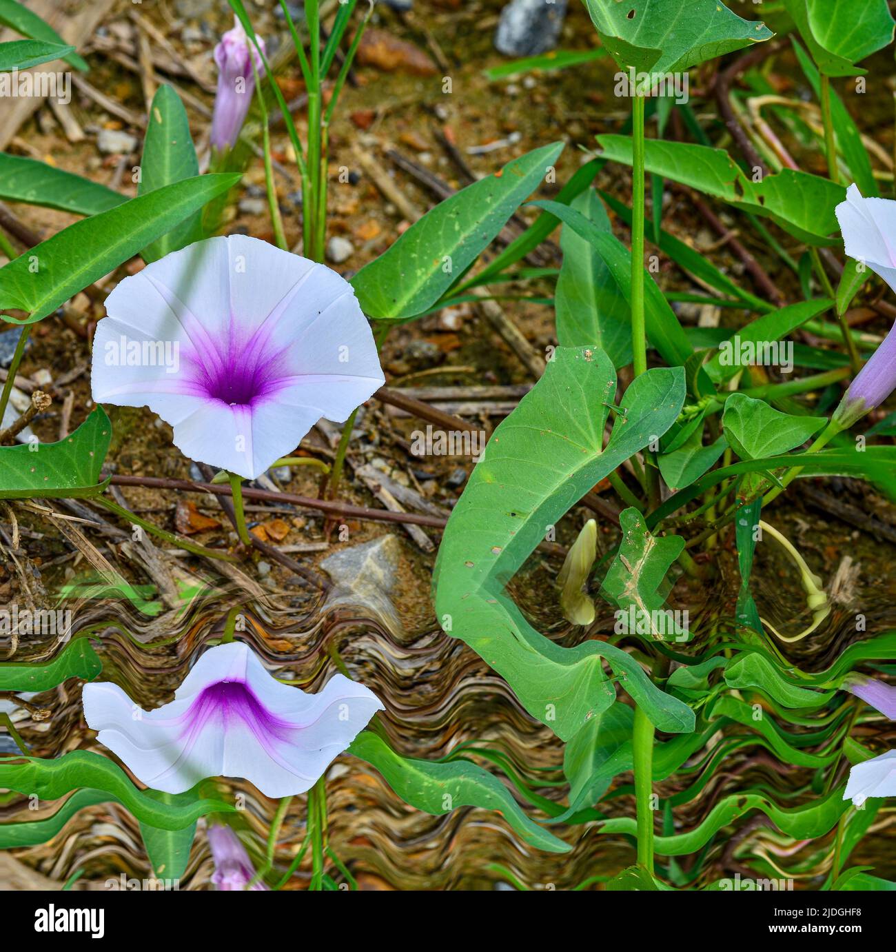 Beautiful morning glory flowers on the ground with refect Stock Photo