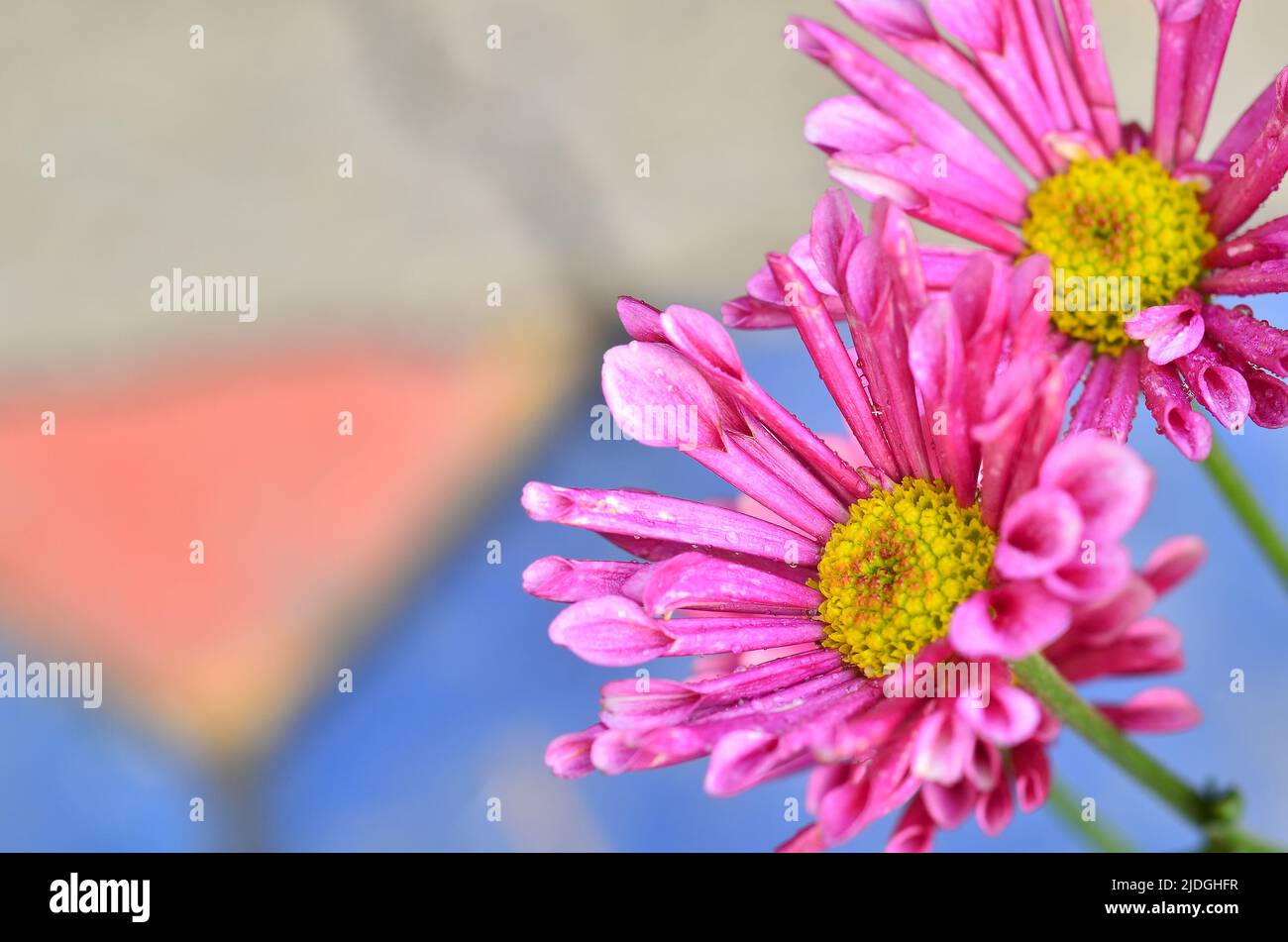 Pink Chrysanthemums are blooming in the garden Stock Photo