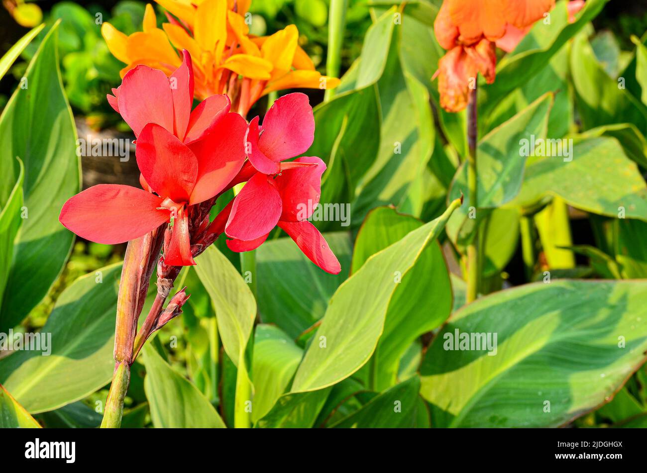 Red canna flower blooming in garden Stock Photo