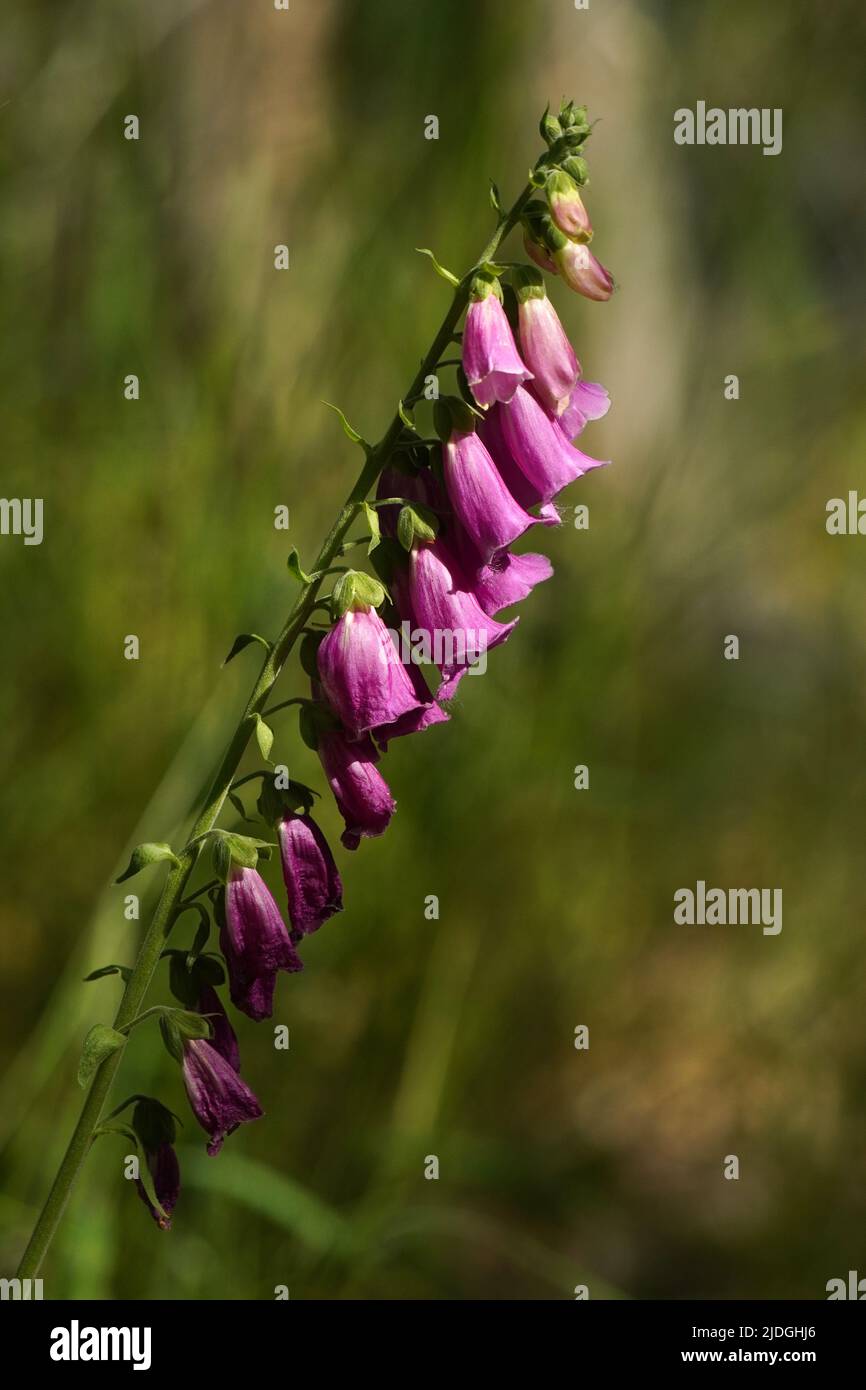 Fingerhut digitalis hires stock photography and images Alamy