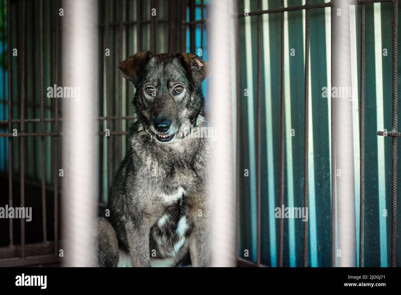 Dog in animal shelter waiting for adoption. Portrait of homeless dog in