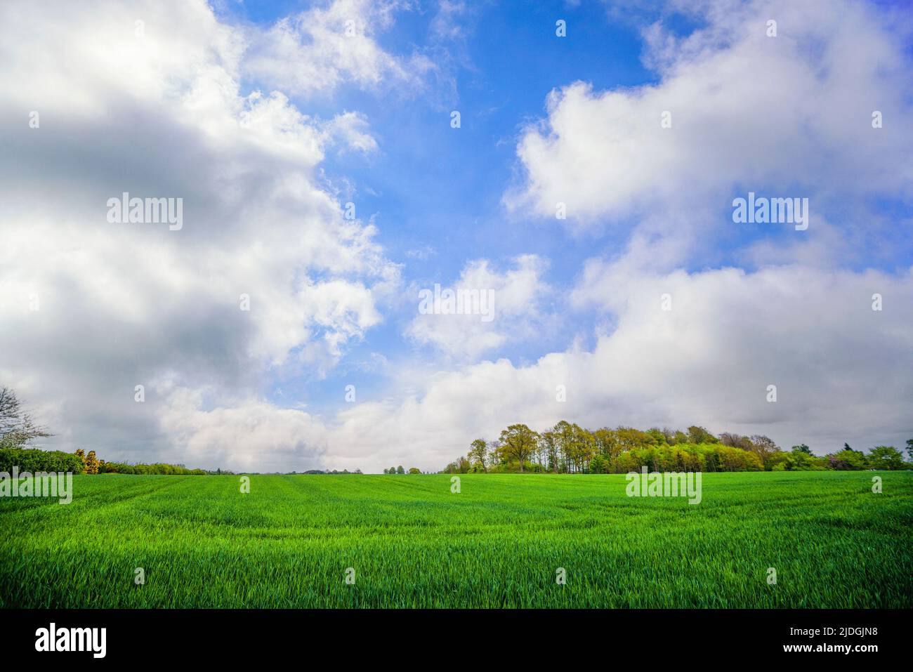 Green field under a blue sky in a rural countryside scenery with fresh ...