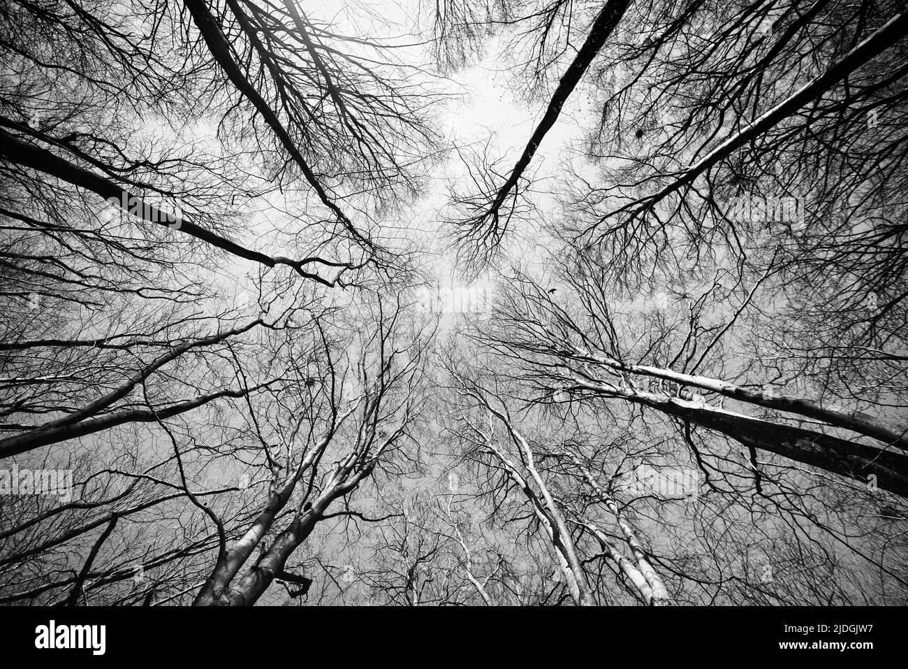 Plant reaching light Black and White Stock Photos & Images - Alamy