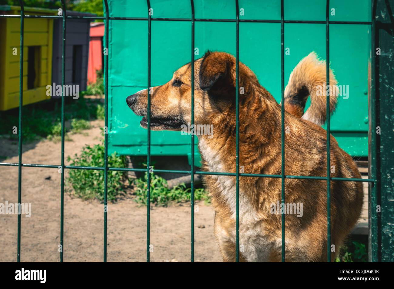 Dog in animal shelter waiting for adoption. Portrait of homeless dog in animal shelter cage