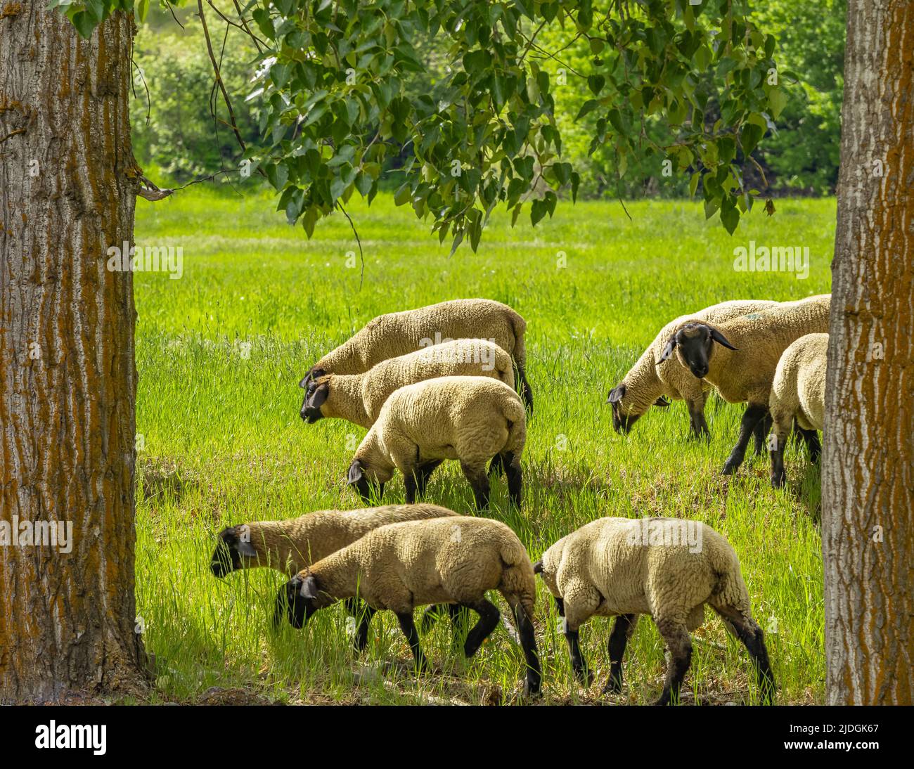 A group of sheep on a pasture stand next to each other. A small herd of Suffolk sheep with black face and legs in a summer meadow-travel photo, no peo Stock Photo