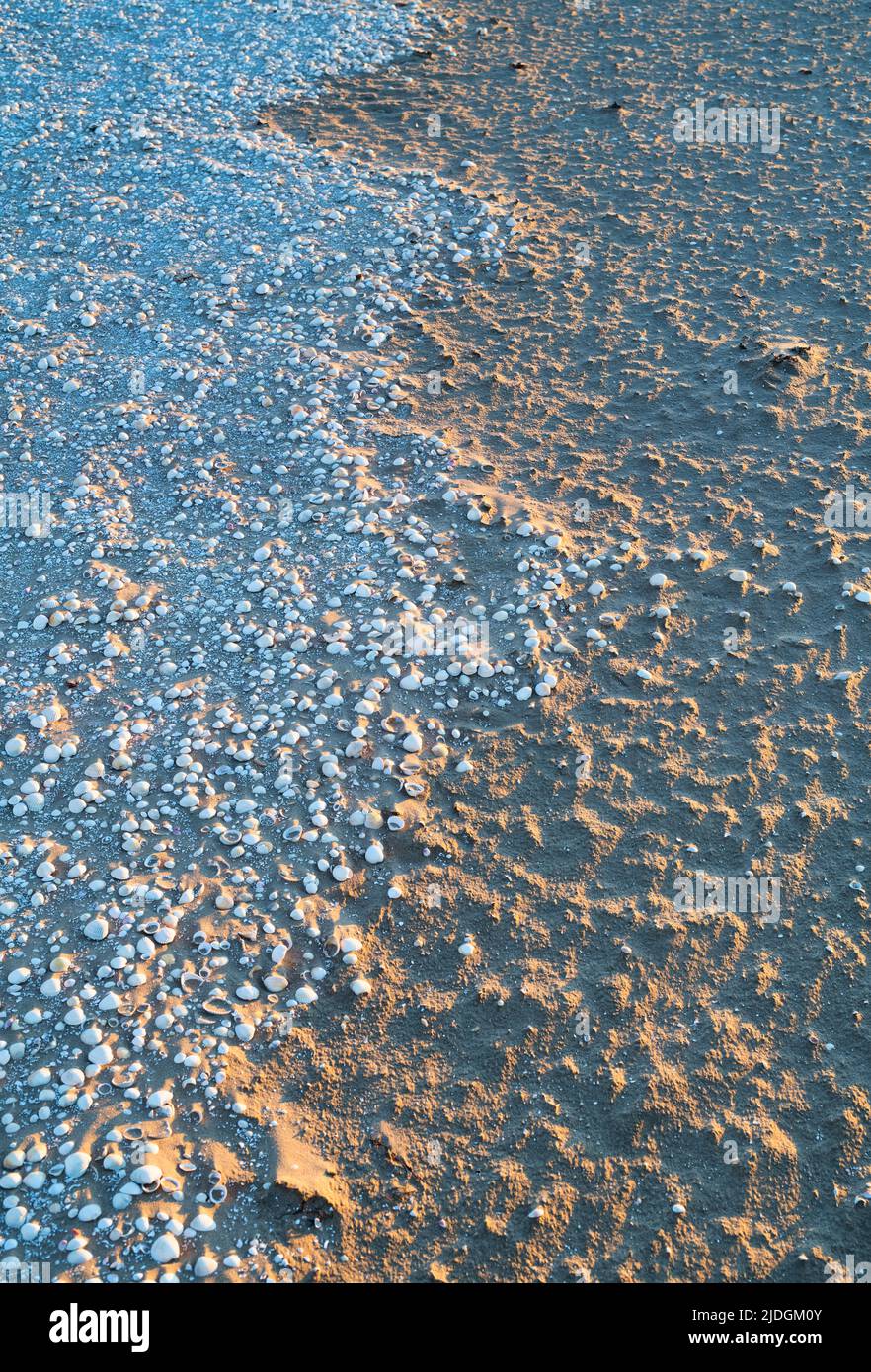 Sand and cockle shells at sunset on Southerness Beach, Dumfries and Galloway, Scotland Stock Photo