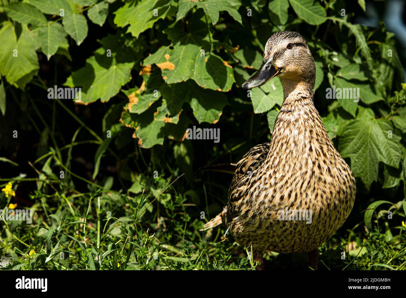 Portrait of a female mallard, standing upright in front of green leaves Stock Photo