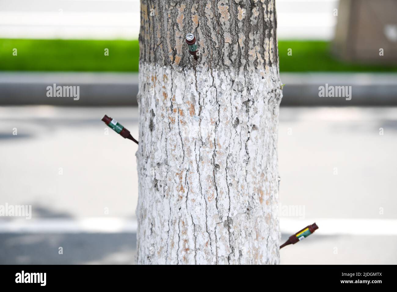 CHANGCHUN, CHINA - JUNE 21, 2022 - Trees on both sides of renmin Avenue in Nanguan district of Changchun city are injected with 'contraceptive injecti Stock Photo