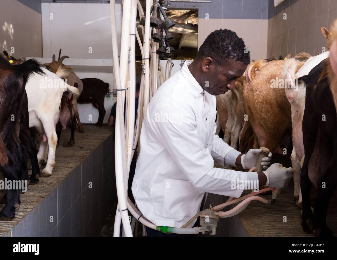 Man milking goats on farm Stock Photo