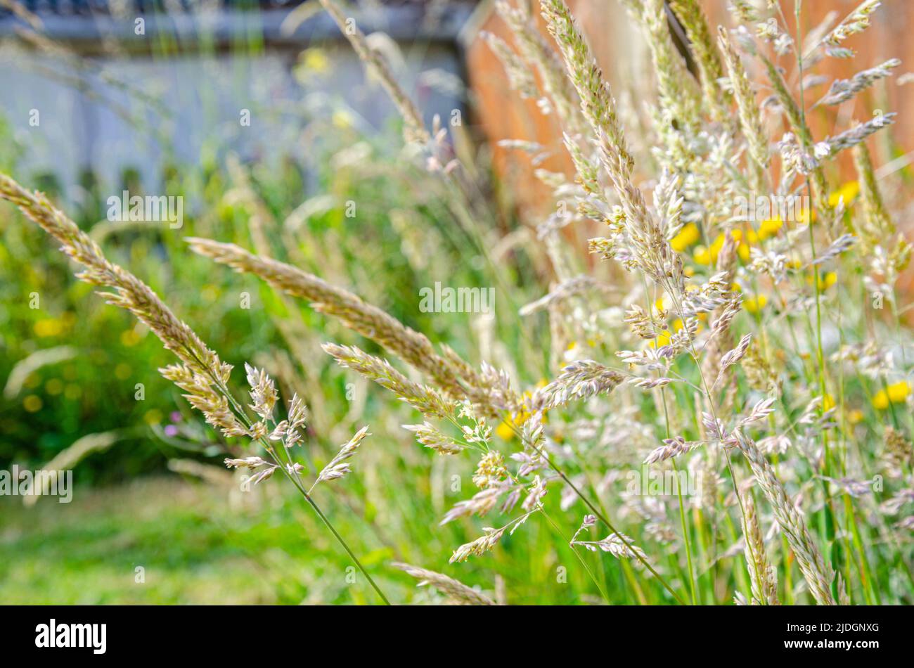 Grasses growing as weeds in a garden have gone to seed. Stock Photo