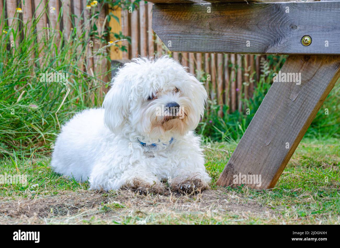 A small white cavapoo dog with fluffy shaggy fur lies down