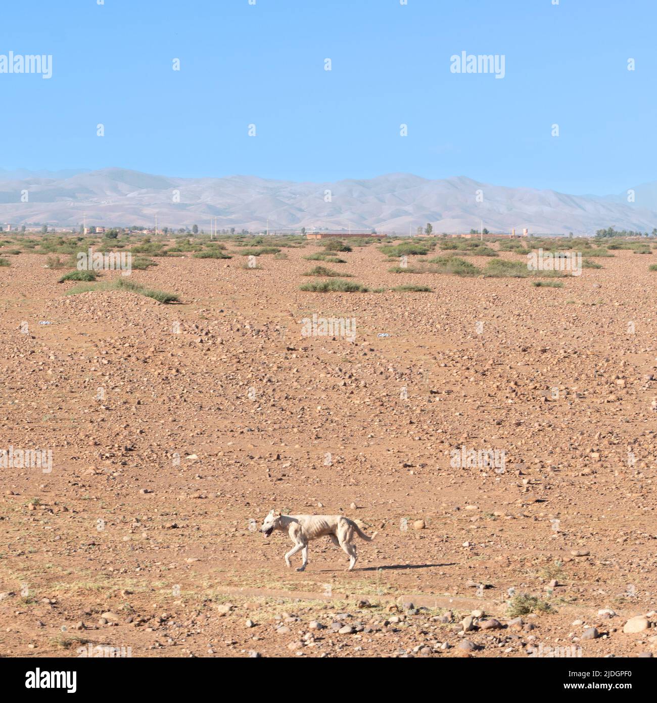 Desert Dog Stock Photo