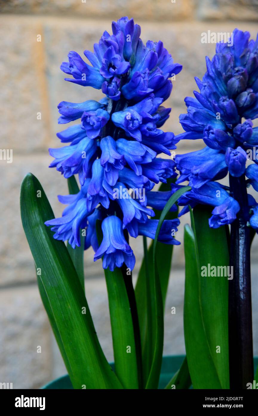 Blue Hyacinthus Orientalis 'Aqua' (Dutch Hyacinth) grown in an English Country Garden, Lancashire, England, UK Stock Photo